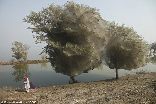 Cây "ma" ở Pakistan là một trong những  điều kỳ lạ nhất xảy ra trong tự nhiên. Theo đó, hiện tượng kỳ lạ này xảy ra sau trận lũ lụt. Do nước chưa rút đi nhiều nên những con nhện tìm chỗ trú ẩn trên cây cối, đan kết những sợi tơ mỏng lên giữa những tán lá. Những cành cây bị mạng nhện bao phủ dày đặc nhìn trông giống như một cái tổ lớn, từ đó tạo thành cây "ma" kỳ quái.